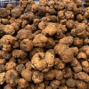 Gemini_Generated_Image_jpkvn2jpkvn2jpkv Tartufo Bianchetto