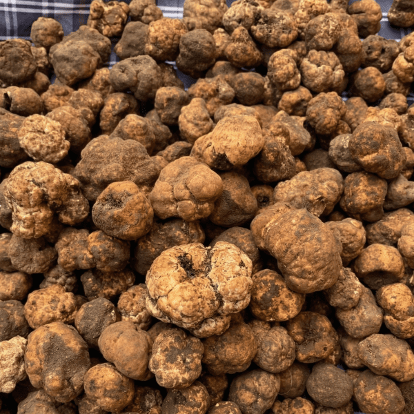 Gemini_Generated_Image_jpkvn2jpkvn2jpkv Tartufo Bianchetto